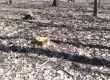 Незаконна сеч в градските паркове 