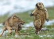    Снимка на изплашен мармот спечели Wildlife Photographer of the Year 2019