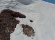 Упорито мече се изкатери при майка си