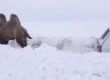    Камила спаси заклещен в снега шофьор