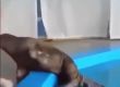  Животни се закачат с хора