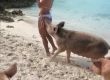 Прасе ухапа модела Мишел Левин по дупето