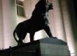     Гол мъж яхна лъва пред Съдебната палата