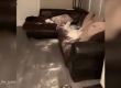  Кучешка бъркотия с брашно