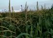 Пилот приземи горящ самолет с 233 души в нива