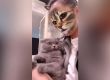 Котки се стряскат от приложение за смяна на лицето
