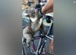  Жадна коала пие вода от бутилка