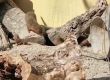 4 бебета от семейство Мангустови в Лондонския зоопрак