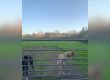 Куче прави невероятен скок