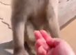 Не лъжи маймуната