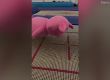 Световният шампион Том Дейли скача с прасе