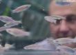  Учените обясняват възможността северните елени да имат ярки носове