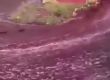 Реки от вино по улиците на португалско село
