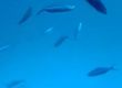 С подводница в Червено море, на 25 метра дълбочина