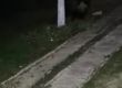 Мечка слезе на ул. Отдих в Априлци да похапне ябълки 