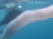   Водолаз плува със странно същество, подобно на петно