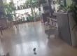 Пиле взе акъла на голяма котка