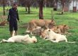  Тигър спаси човек от леопард